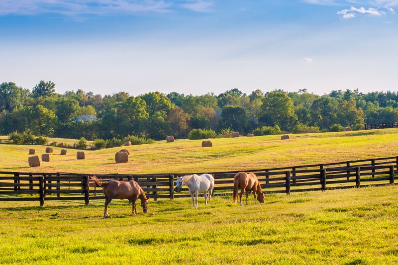 Horses at horse farm at golden hour. Country summer landscape.