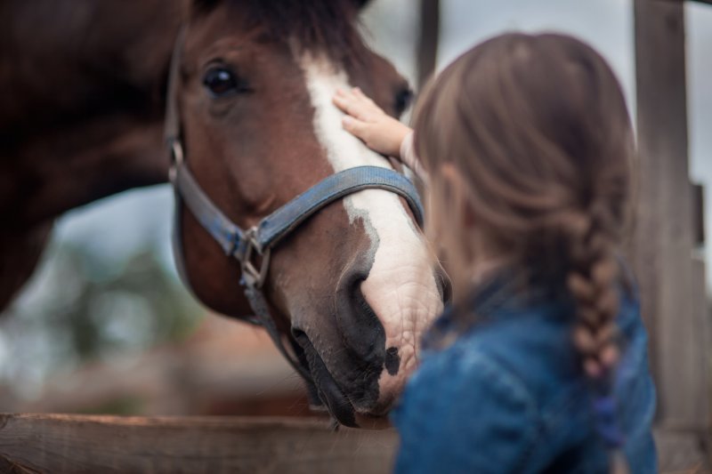 Cute girl feeding her horse in paddock