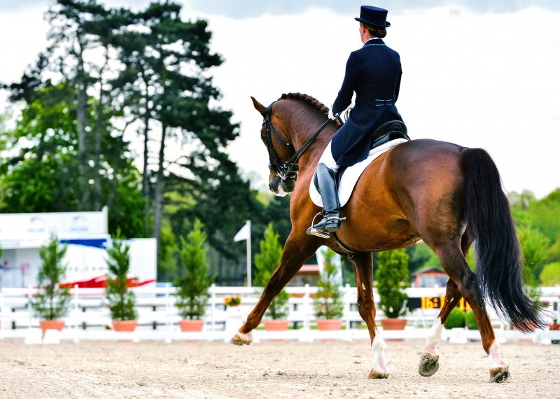 dressage horse and woman rider - extended trot