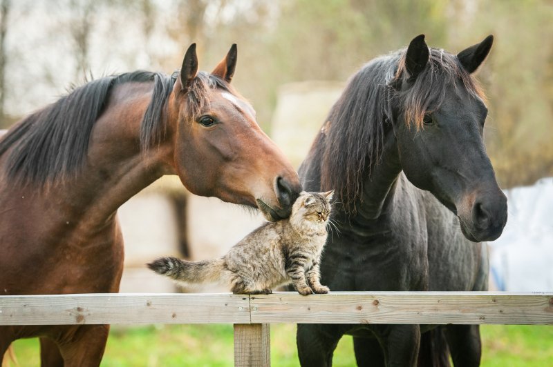 Friendship of cat and horses