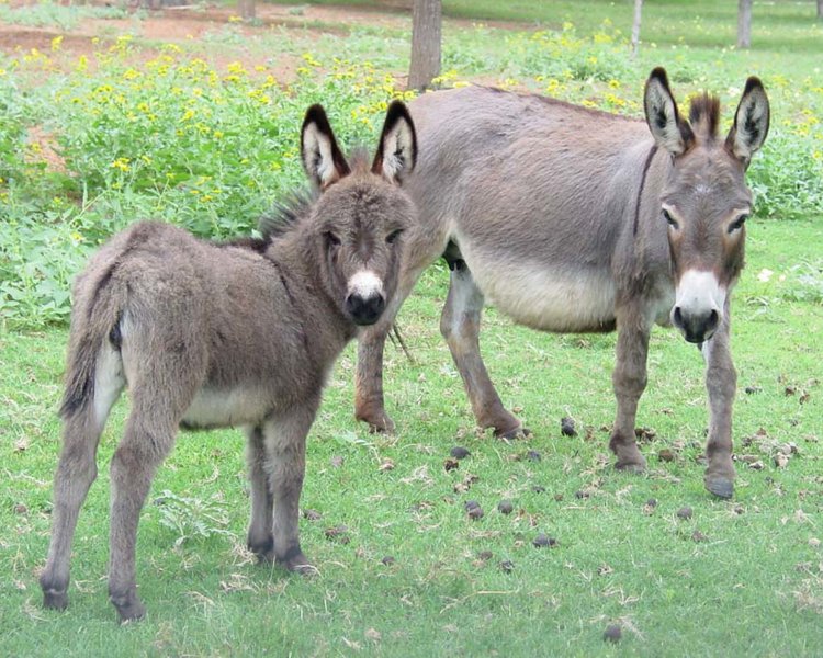 miniature donkey