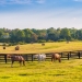 Horses at horse farm at golden hour. Country summer landscape.