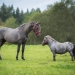 Young andalusian horse with little appaloosa pony