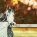 Guy bumped his head in neck of horse at fence in stable on background of autumn foliage