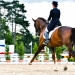 dressage horse and woman rider - extended trot