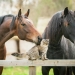 Friendship of cat and horses