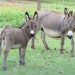 miniature donkey