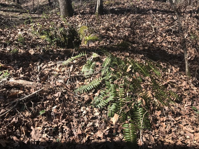 Ferns