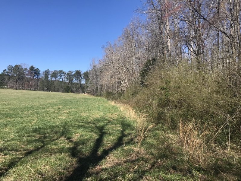 Pasture Wood Line