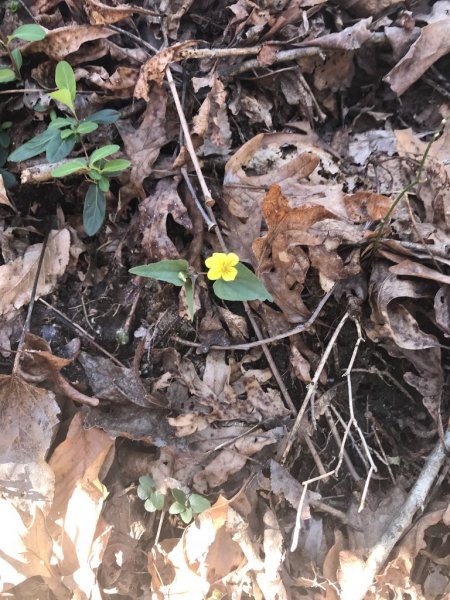 Wildflower