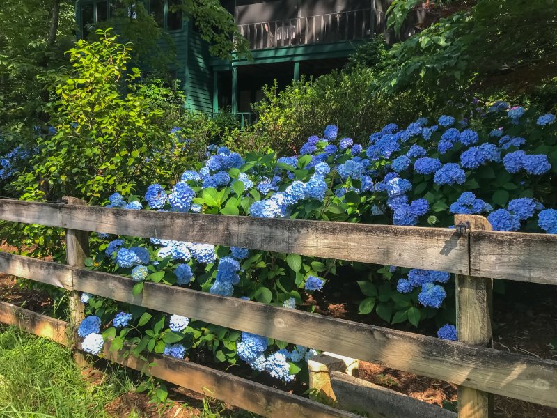 Hydrangeas